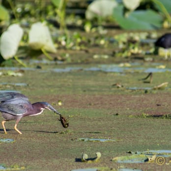 Brazos Bend State Park - Parks Near Me - Needville, Texas Brazos Bend State Park - Parks Near Me - Needville, Texas