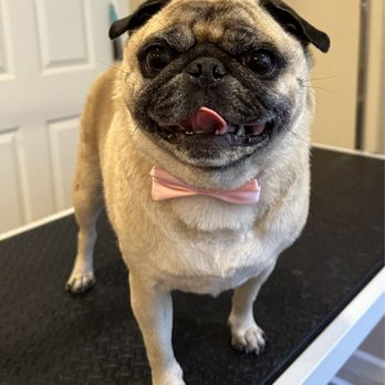 Little Luxe Grooming - Pet Groomers Near Me Little Luxe Grooming - Pet Groomers Near Me