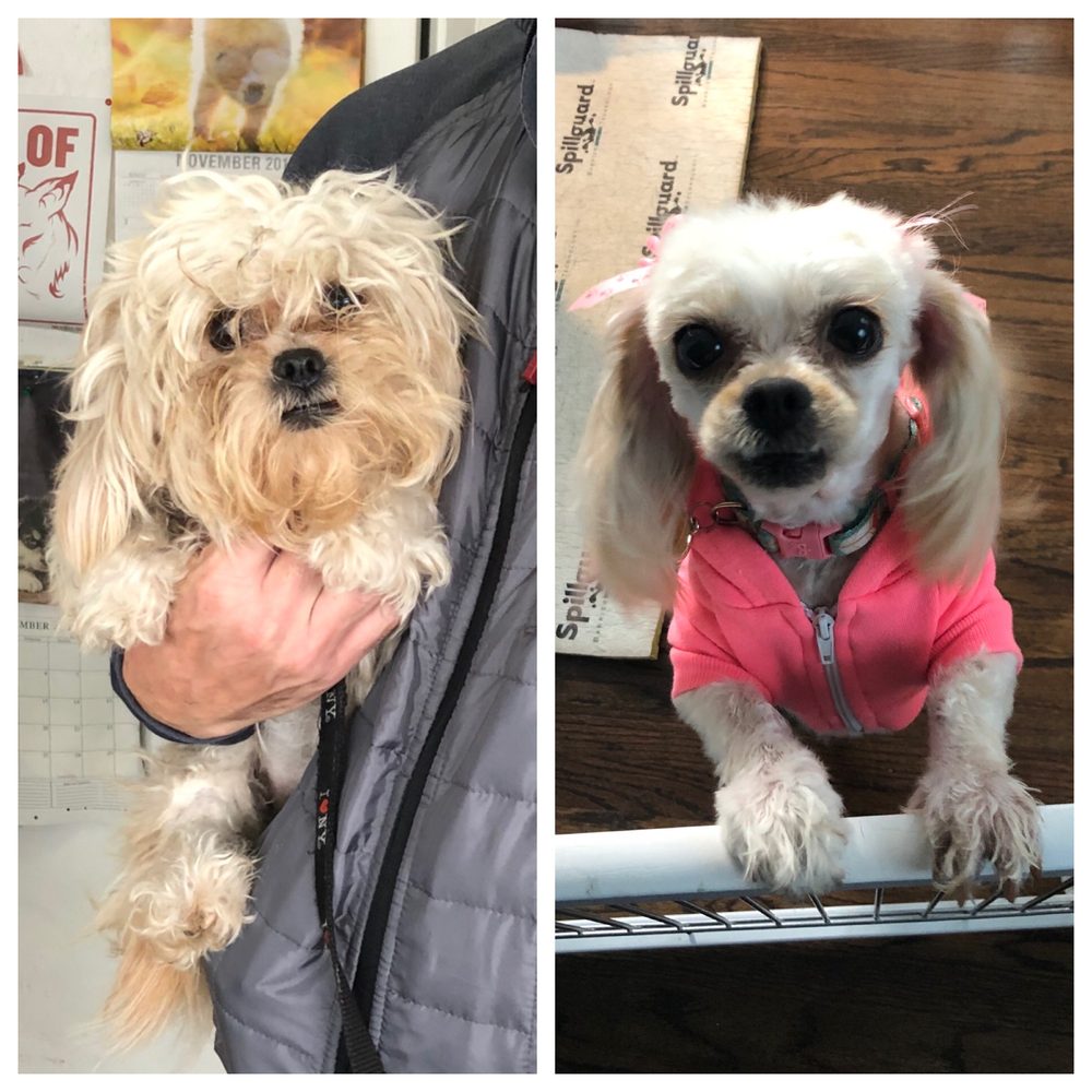 PET SET GROOMING 30 Photos & 38 Reviews 14909 Crenshaw Blvd