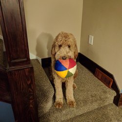 Local Pet - Moose with his new beach ball thanks to Local Pet