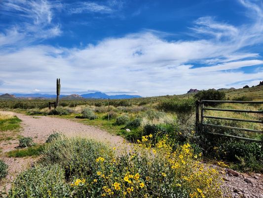 Lost Dutchman State Park by null