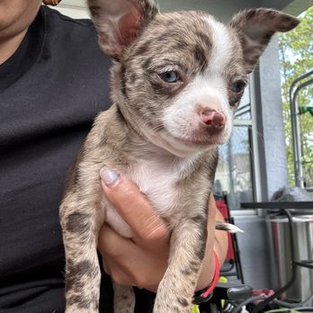 Fiesta Pups - Pet Breeders Near Me - Palm Coast, Florida Fiesta Pups - Pet Breeders Near Me - Palm Coast, Florida