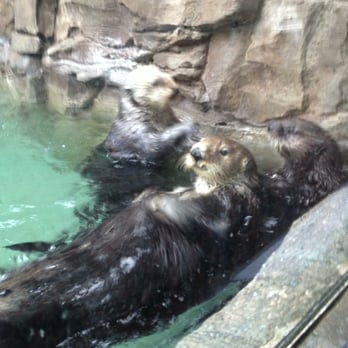 Seattle Aquarium - Sea otters during snack time! - Aquariums Near Me - Seattle, Washington Seattle Aquarium - Sea otters during snack time! - Aquariums Near Me - Seattle, Washington