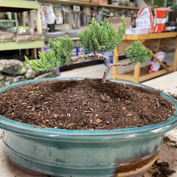 Walter Andersen Nursery - Bonsai class - A bonsai tree with a twisted trunk and dense foliage is planted in a green ceramic pot on a worktable at a gardening store. - Nurseries & Gardening Near Me - Poway, California