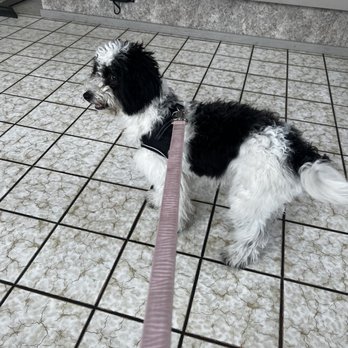 Nordhoff Veterinary Hospital - Pepe! For a puppy check up! - Veterinarians Near Me - Chatsworth, California Nordhoff Veterinary Hospital - Pepe! For a puppy check up! - Veterinarians Near Me - Chatsworth, California