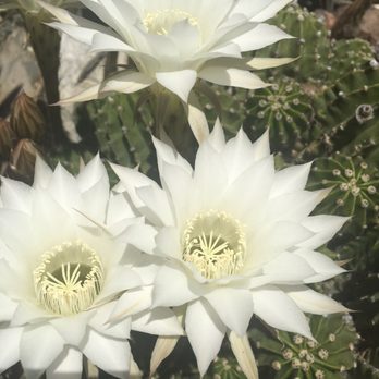 Chris Vanderlei Oriental Rugs - A good time to visit the gallery while these beauties are in bloom . - Art Galleries Near Me - Bakersfield, California