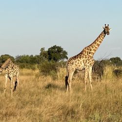 Mann Travels - Park Road - Giraffes