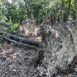 Shaddox Hollow Nature Trail - Tornado damage
