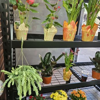 Sweet Petals - More plants, ranging from $10-30. - Floral Designers Near Me - Brooklyn, New York Sweet Petals - More plants, ranging from $10-30. - Floral Designers Near Me - Brooklyn, New York