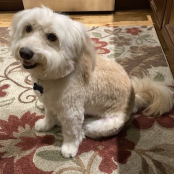 Shear Magic by Cinda & Michael - Boda, with his new do - Pet Groomers Near Me - Pleasanton, California Shear Magic by Cinda & Michael - Boda, with his new do - Pet Groomers Near Me - Pleasanton, California