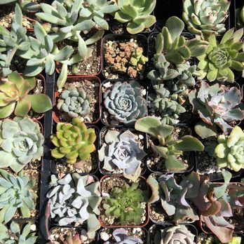 Sunset Nursery - Nurseries & Gardening Near Me - Los Angeles, California Sunset Nursery - Nurseries & Gardening Near Me - Los Angeles, California