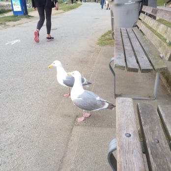 English Bay Beach Park - Parks Near Me - Vancouver, British Columbia English Bay Beach Park - Parks Near Me - Vancouver, British Columbia