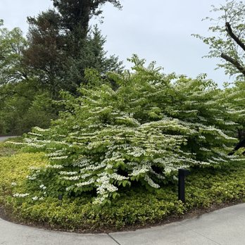 Royal Botanical Gardens - Viburnum - Botanical Gardens Near Me - Burlington, Ontario Royal Botanical Gardens - Viburnum - Botanical Gardens Near Me - Burlington, Ontario