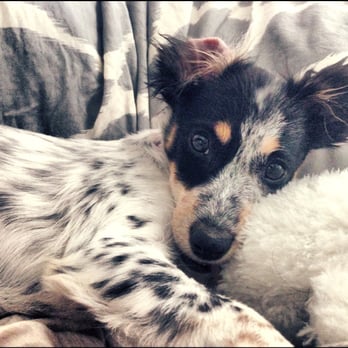 Stray From The Heart - Lainey love - Animal Shelters Near Me Stray From The Heart - Lainey love - Animal Shelters Near Me
