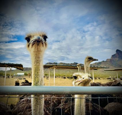 Rooster Cogburn Ostrich Ranch by null