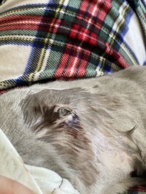 kimberly's pampered pets