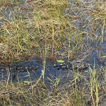 Everglades Airboat Expeditions - Boat Tours Near Me Everglades Airboat Expeditions - Boat Tours Near Me