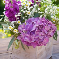 Torchio Nursery Company - Hydrangea lasted me 5 days after the wedding was over!