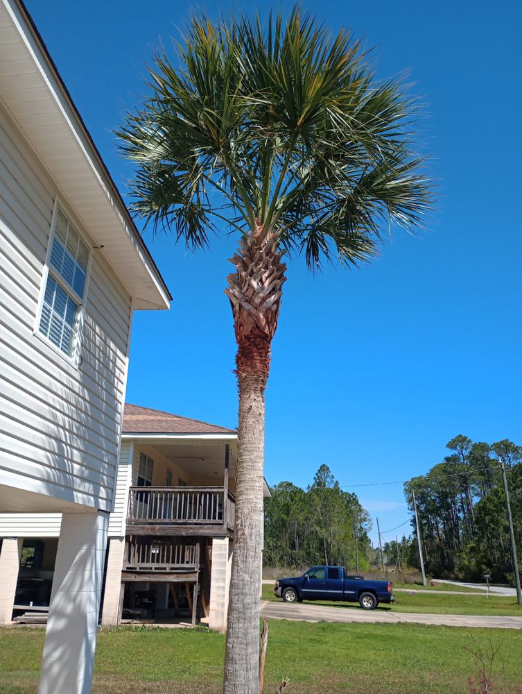 Waterfront Tree Restoration - tree service in Gulfport, MS