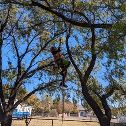 Danny G Yard Care and Tree Care - Tree climber Danny