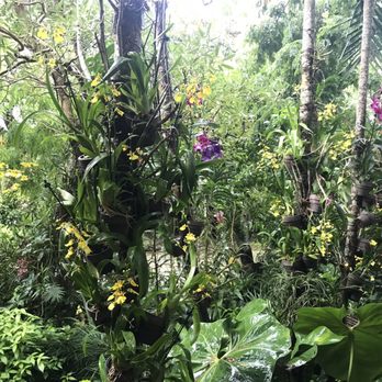 Naples Botanical Garden - Orchids galore EVERYWHERE - Botanical Gardens Near Me - Naples, Florida