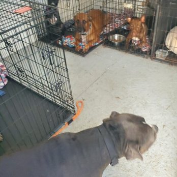 Naughty Dog Training - Pet Training Near Me - Maple Valley, Washington