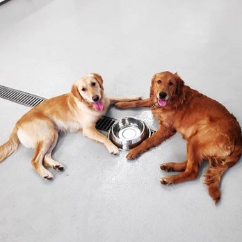 Red Barn Pet Retreat - Pet Sitting Near Me - Corcoran, Minnesota Red Barn Pet Retreat - Pet Sitting Near Me - Corcoran, Minnesota