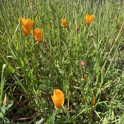 Happy Camp Canyon Regional Park - Wildflowers starting to bloom!