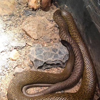 Australian Reptile Park - Zoos Near Me - Somersby, NSW Australian Reptile Park - Zoos Near Me - Somersby, NSW