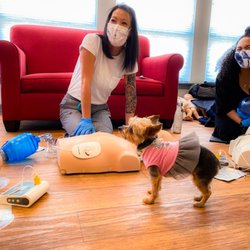 CPR San Antonio - Olmos Park Cosmetic Dentist ON-SITE (at your office) BLS Renewal