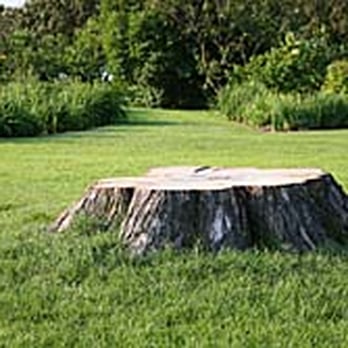 Bell Tree Service - Tree Services Near Me Bell Tree Service - Tree Services Near Me