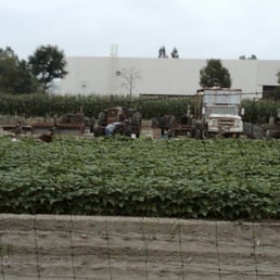 Strawberry Fields