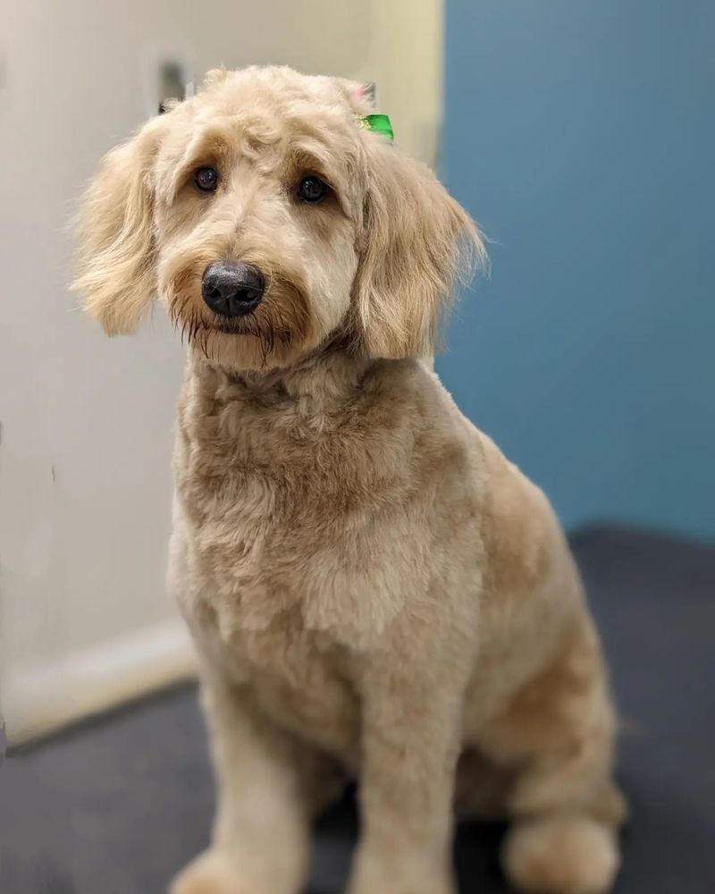 SOMERSET GROOMING Updated July 2024 Request an Appointment 24 Photos Hamilton, Ontario