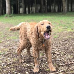 Doleshel Park - I am dog, hear me roar.