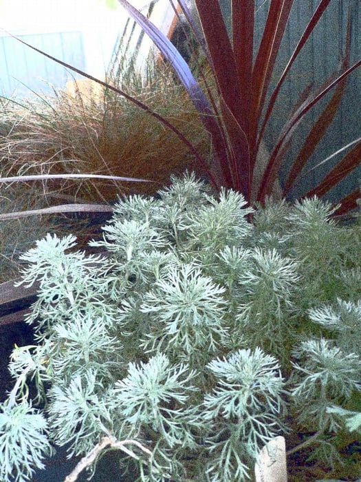 DRAGGIN’ WING HIGH DESERT NURSERY Updated August 2024 5300 Stinger