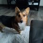 Photo of Boysen Animal Hospital