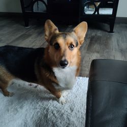Boysen Animal Hospital - They take really good care of my rescue Corgi, Foxy!!!