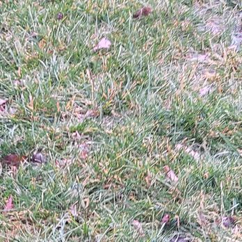 Hardscape Cowboy - Standing water. Hired to fix drainage issues. - Landscape Architects or Designers Near Me Hardscape Cowboy - Standing water. Hired to fix drainage issues. - Landscape Architects or Designers Near Me