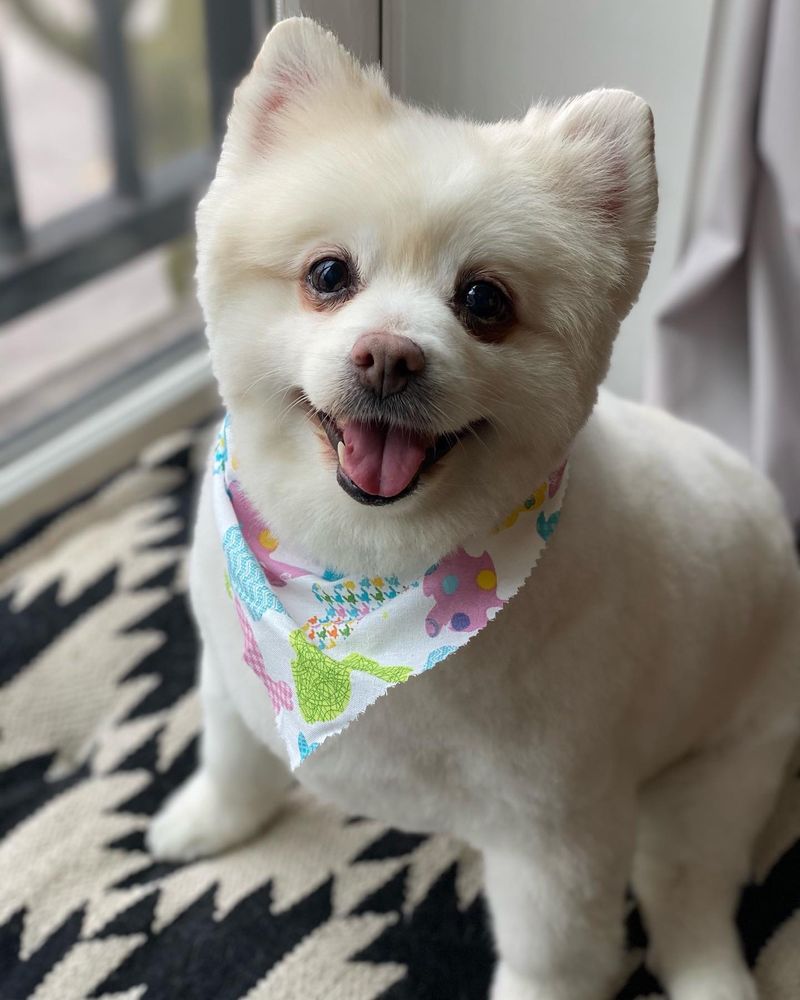 SHAMPOODLES DOG GROOMING SALON Updated October 2024 27 Photos & 36