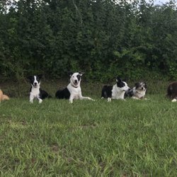 Superstar K9 Training
