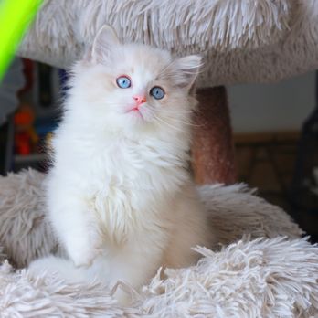 Doramiragdoll Cattery - Pet Breeders Near Me Doramiragdoll Cattery - Pet Breeders Near Me