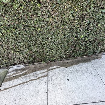Around the Clock Plumbing & Rooter - Backed up drainage leaking into the ivy covered retaining wall onto the sidewalk. YUCK!!! - Plumbing Near Me - Van Nuys, California Around the Clock Plumbing & Rooter - Backed up drainage leaking into the ivy covered retaining wall onto the sidewalk. YUCK!!! - Plumbing Near Me - Van Nuys, California