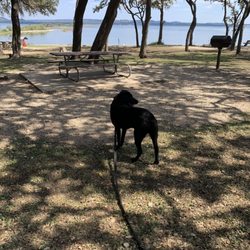 Comal Park - Dog's love the park