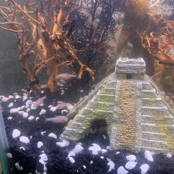 Pet Zone Tropical Fish - Blind Mexican Cave Tetras - Local Fish Stores Near Me - San Diego, California