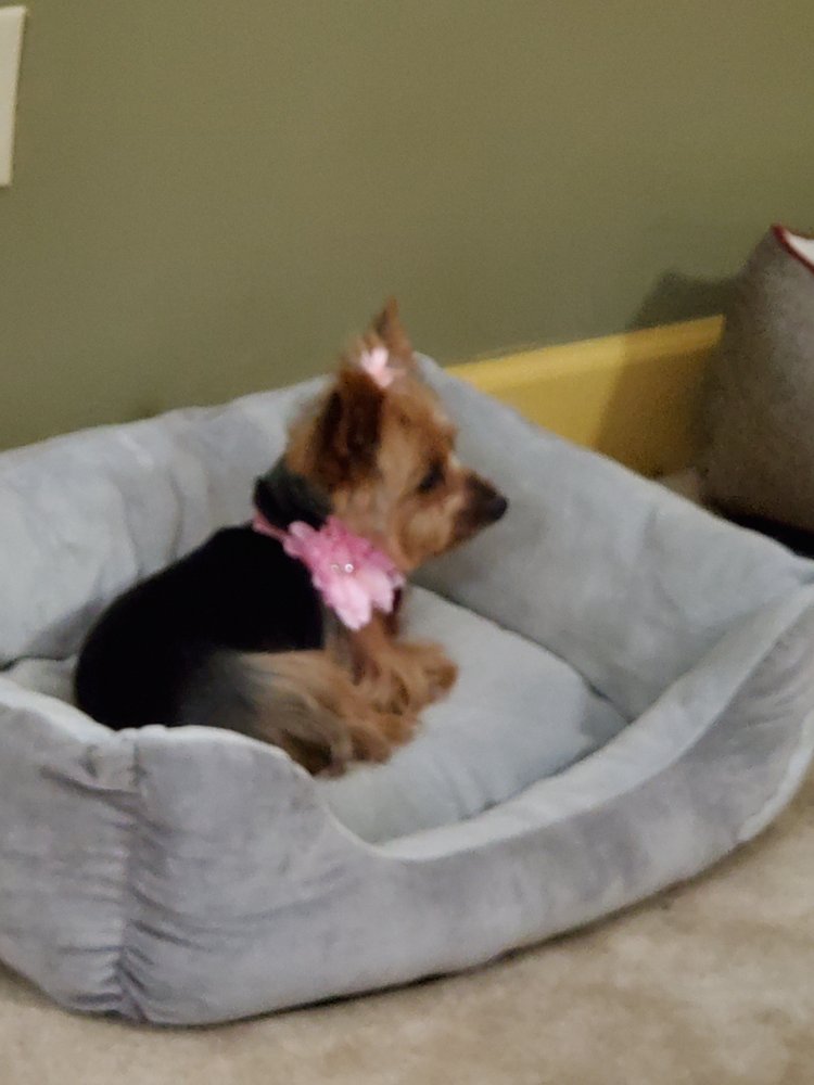 TERRY’S PET SITTING Updated September 2024 Request Information 30