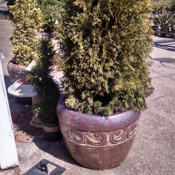 Pike Nurseries - Low maintenance, can be relocated if necessary. - Nurseries & Gardening Near Me - Johns Creek, Georgia Pike Nurseries - Low maintenance, can be relocated if necessary. - Nurseries & Gardening Near Me - Johns Creek, Georgia