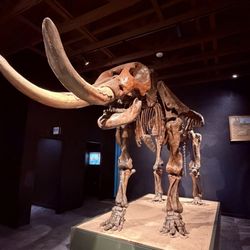 Mammoth fossil on display