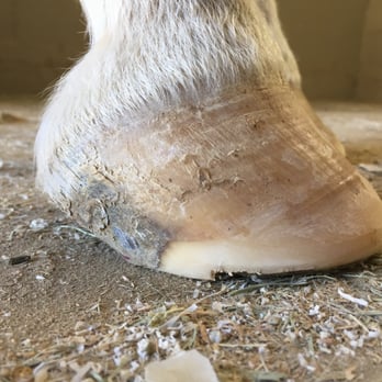 Walkin' Wild Horse - Pet Services Near Me Walkin' Wild Horse - Pet Services Near Me