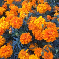 Jardim do Cerco