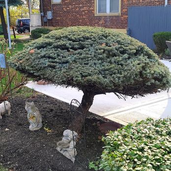 Ozzy and Son Landscaping - Fall cleanup & pruning - Landscaping Near Me - Woodbridge, New Jersey Ozzy and Son Landscaping - Fall cleanup & pruning - Landscaping Near Me - Woodbridge, New Jersey